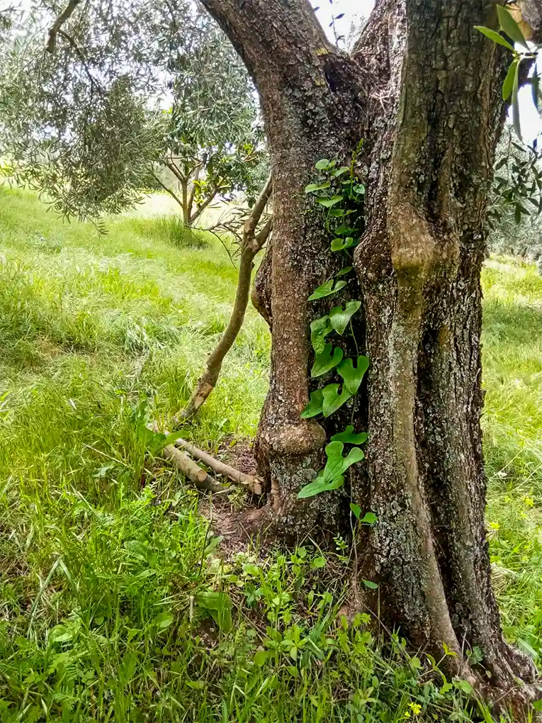 Fantástico árbol con brotes verdes invitando a trepar su cima