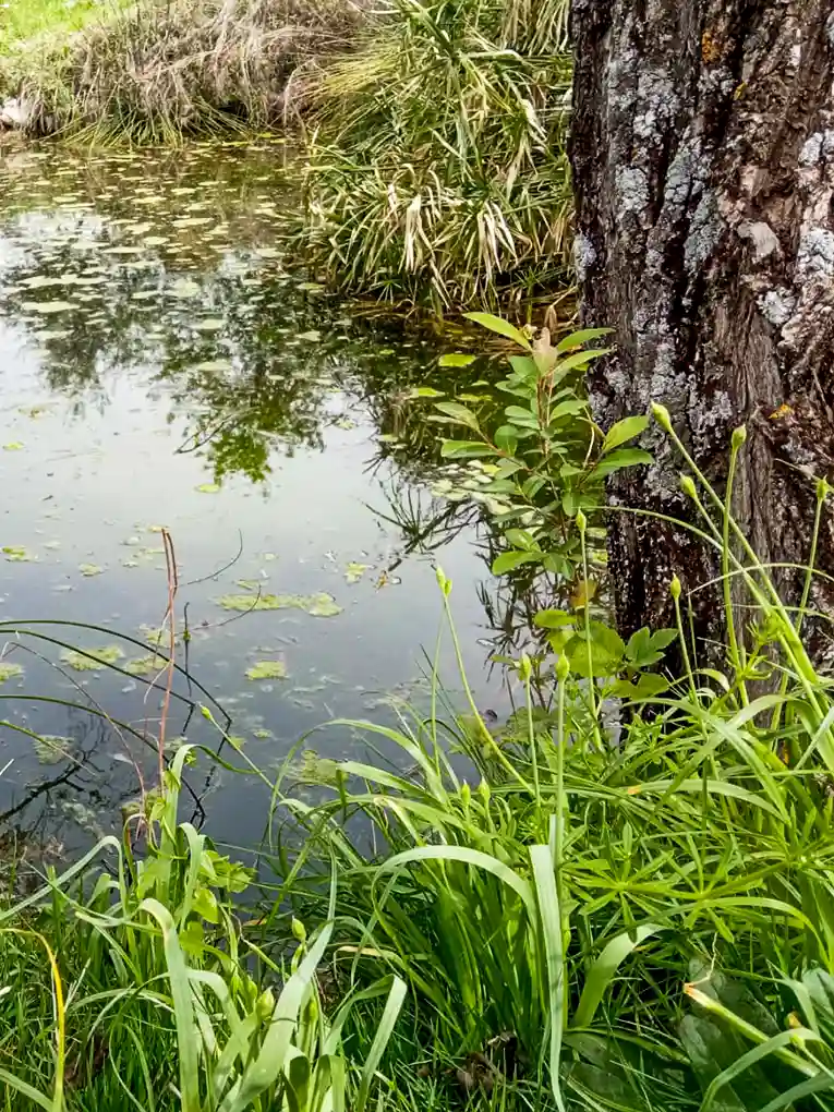 Balsa de agua y vegetación